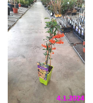 Pyracantha 'Orange Glow' RP 1,6 L
